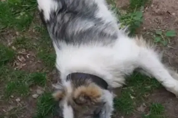 Собака найдена в Иваново.