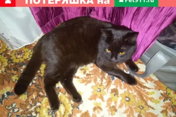 Пропала кошка на Колдунова 10, Балашиха