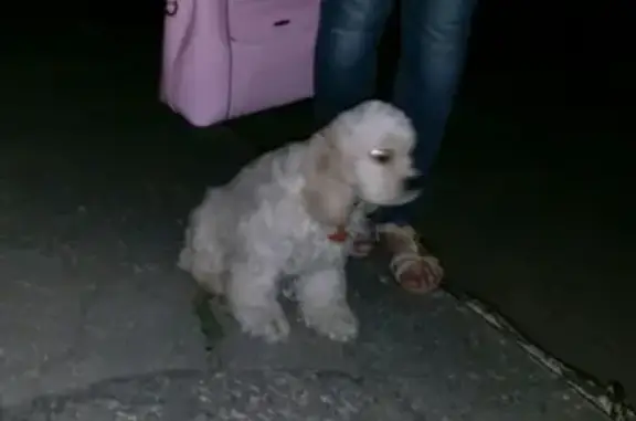 Пропала собака в Сызрани, Россия