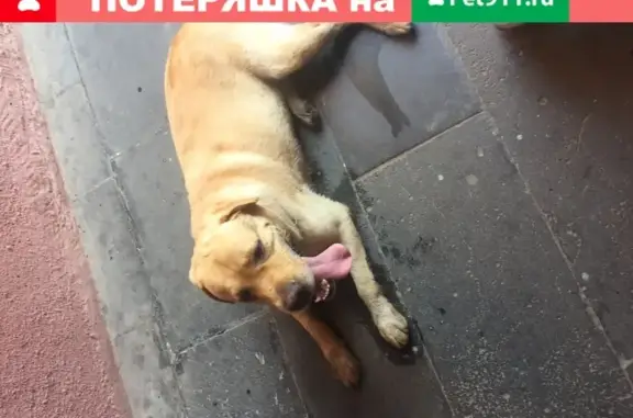 Собака Лабрадор найдена в Белгородской области
