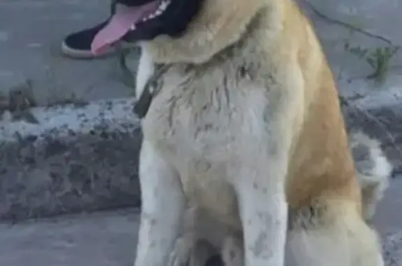 Пропала собака Радмир на ул. Зелёная, Большая Ельня