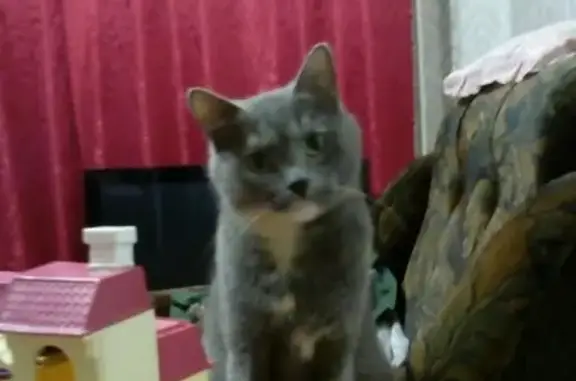 Пропала кошка на Китицынской, зовут Пуся.