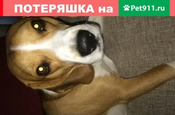 Пропала собака Эдди в СНТ Химки, Московская область