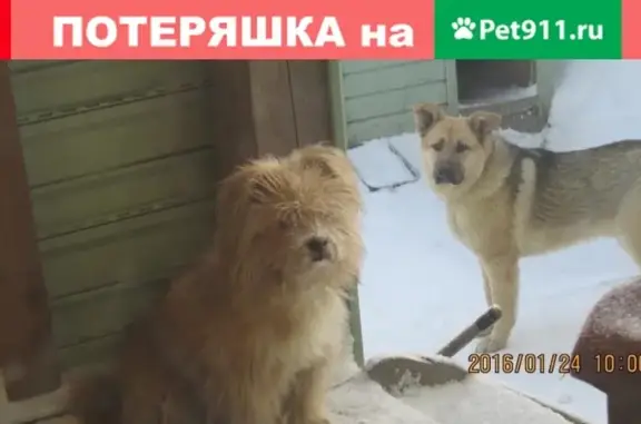 Пропала маленькая мохнатая собака в Ростове