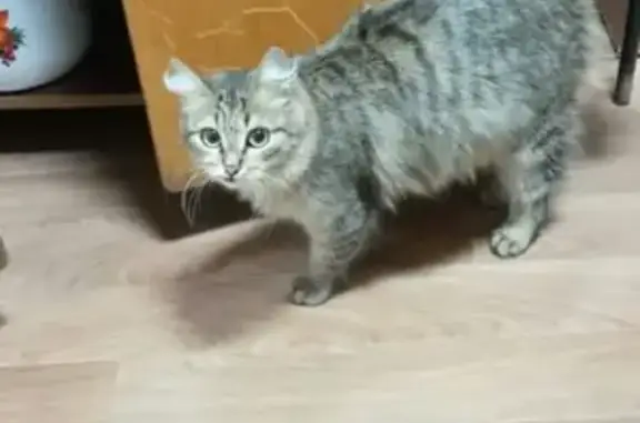 Пропала кошка на улице Зелёная Роща, нуждается в ветеринарном наблюдении