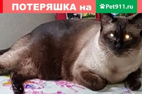 Пропал сиамский кот в Апрелевке, нужен специальный уход