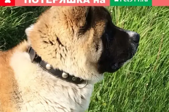 Пропала собака в Большой Ельне, Нижегородская область