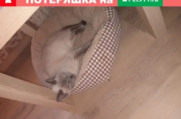 Пропала сиамская кошка в Майкопе, Республика Адыгея