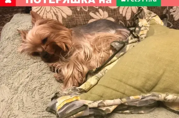Пропала собака Дарси в Троицке: помогите найти!