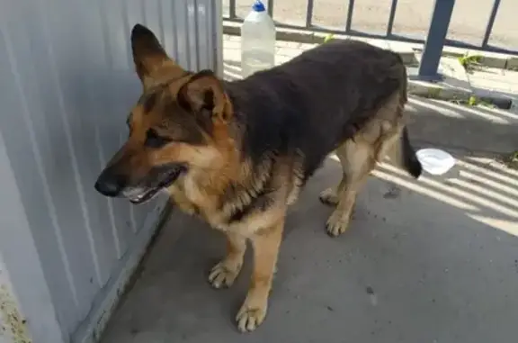 Найден раненый пёс в Мытищах