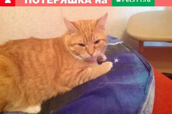 Пропал кот на Радищева в Мурманске