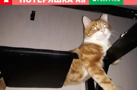 Пропала кошка в Ногинске, микрорайон Полёт, ул. Дмитрия-Михайлова