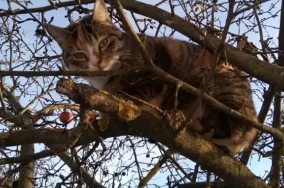 Кошки потеряшки, Лычёвская волость, фото: Потеряшка кошка в деревне Лазава, Великолукский район