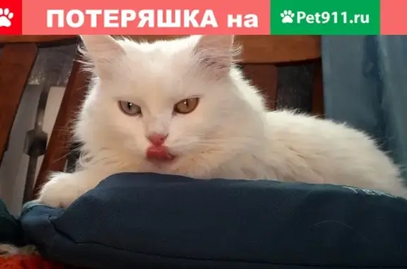 Пропала кошка Белка на улице Социалистическая, Ковров