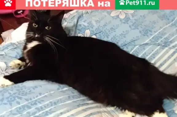 Пропал кот Фунтик, ул. Пушкина 31, Брянск.
