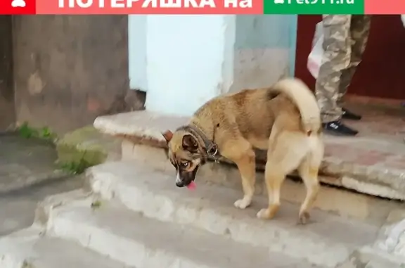 Найдена собака в Шилово на ул. Теплоэнергетиков