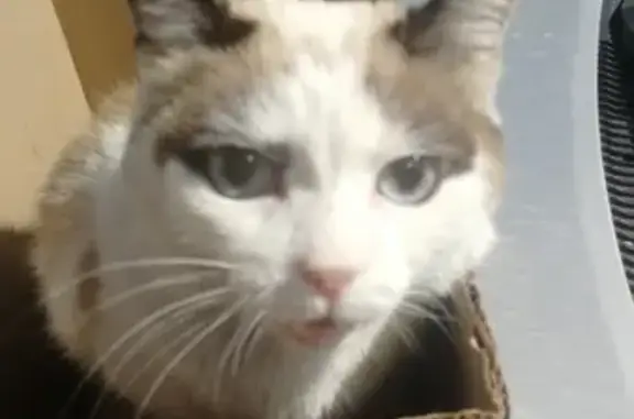 Найдена кошка с переломом лапы в районе Гидролизного