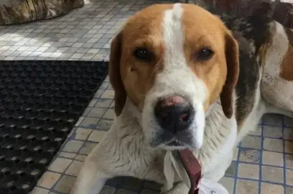 Найдена собака в Омске, ищем хозяина