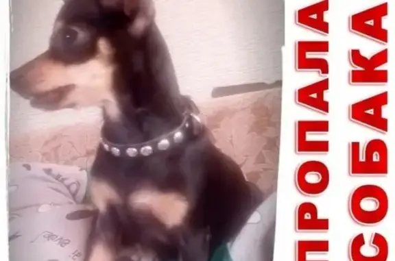 Пропала собака в Кургане, район Рябкова!
