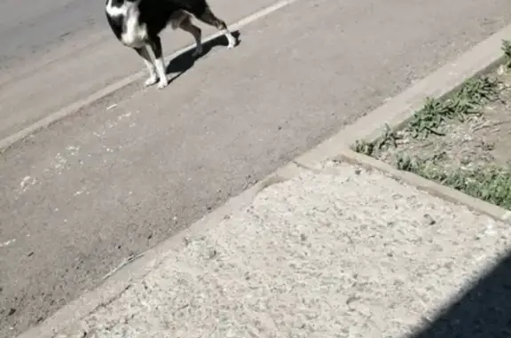 Найдена собака на Инициативной улице (Кировский р-н)