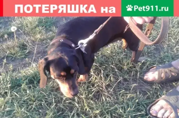 Найдена собака в Новой Соколовке, Ростовская область