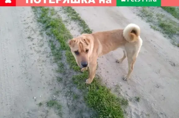 Найденные животные Вихорна, фото: Найдена собака в селе Вихорна, Ступинский р-н.