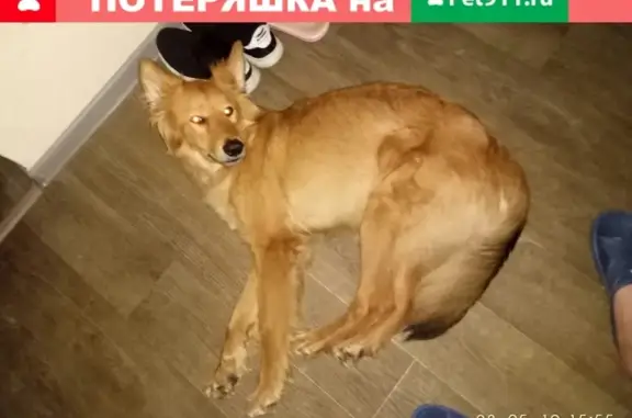 Найдена собака на улице Левитана