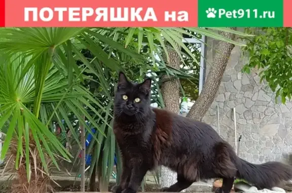 Пропала кошка на Ленинградской улице, Ялта