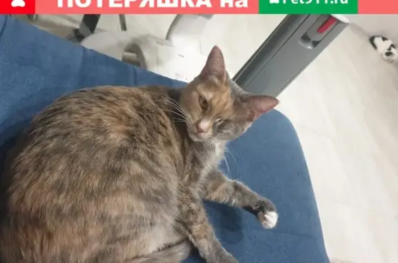 Пропала кошка в Иваново, вознаграждение.