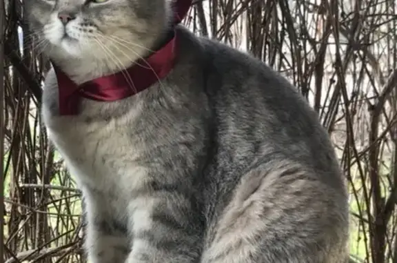 Пропала британская кошка в районе ЖК Новый город, Тверь