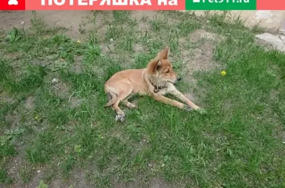 Потерянная собака в Красноярске (VK ID:305787360)
