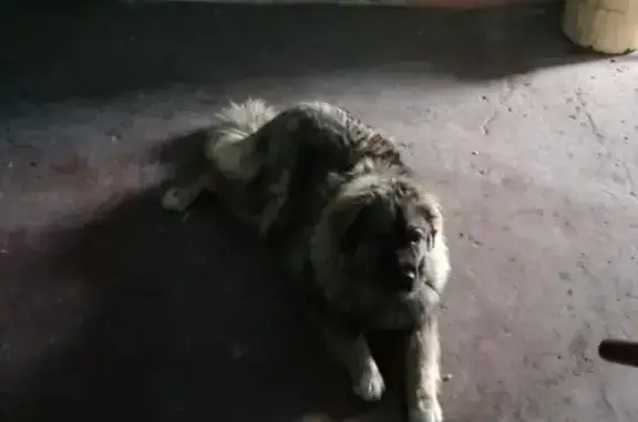 Пропала собака в Мелентьевке