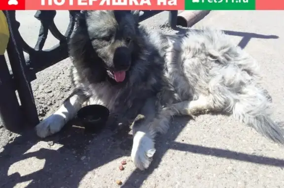 Найдена собака на Шарлыкском шоссе