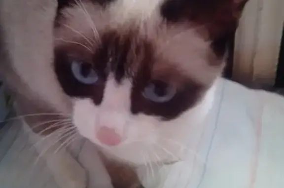 Объявления о пропавших и найденных животных, Киров, фото: Пропала кошка в районе Зонального института, помогите найти!