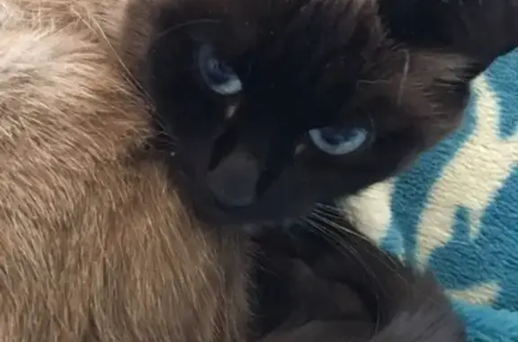 Кошки потеряшки, Александров, фото: Потеряшка кошка в районе Искож-1, Владимирская область.