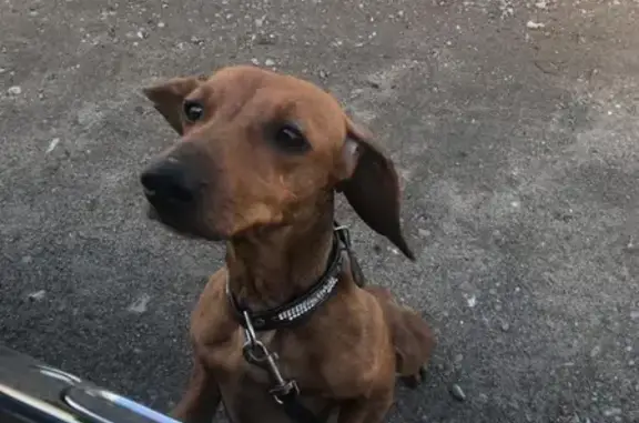 Найдена собака на Ударной улице в посёлке Победа