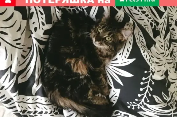 Кошки потеряшки, Москва, фото: Потеряшка кот Хвостик возле метро Профсоюзная!