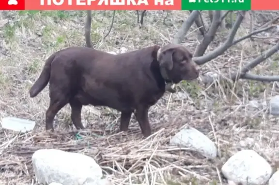 Потерянная добрая собака на ул. Скальная, Мурманск