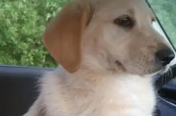 Найден щенок в деревне Кузнецово, Раменское