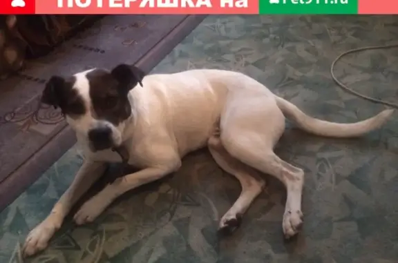 Собака найдена в Павловском Посаде, нужна помощь в поиске хозяина.