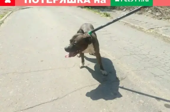 Найдена собака в Сызрани, ищут хозяев.