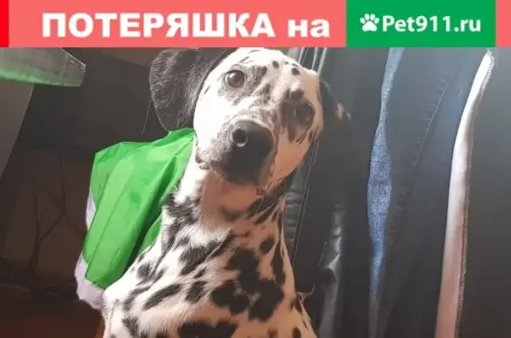 Пропала собака Зевс в Краснодарском крае