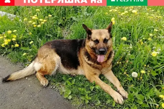 Найдена собака на улице Песочная