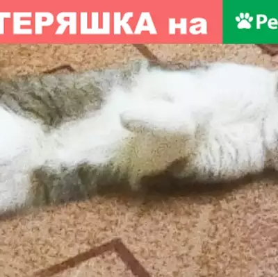 Пропал кот Муся на улице Володарского 29
