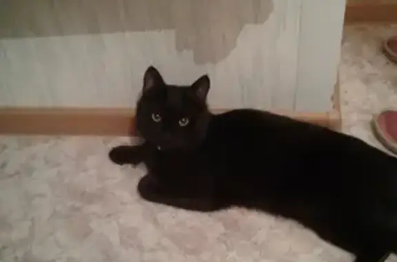 Пропала кошка в Военном городке, дом 85, черный, вознаграждение за информацию