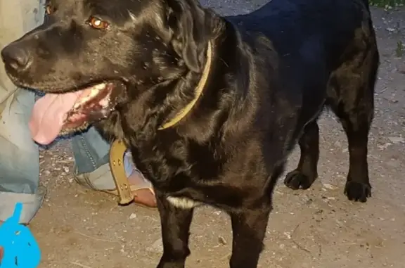Найдена собака в парке Юность, Тюмень