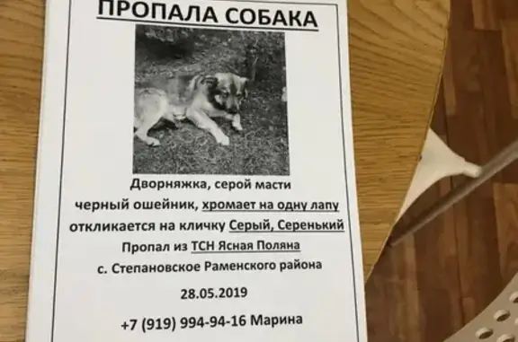 Пропала собака в коттеджном поселке Степановское-1