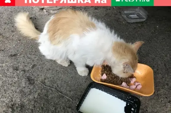 Найден больной кот на Почаинской улице, Нижний Новгород