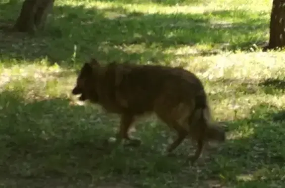 Найденные животные Москва, фото: Найдена рыжая собака на Ялтинской улице, опасается людей.