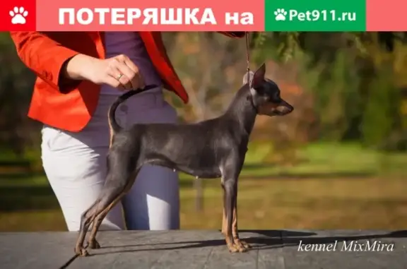 Пропала собака в Екатеринбурге, Уралмаш, район Ордженикидзовский (кличка Нола)